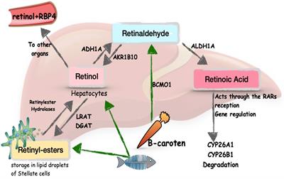 Retinoic Acid: A New Old Friend of IL-17A in the Immune Pathogeny of Liver Fibrosis